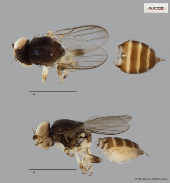 Chloropidae sp. "ZRCBDP0092544" • © Miteshravin S/O Ravindran • All Rights Reserved