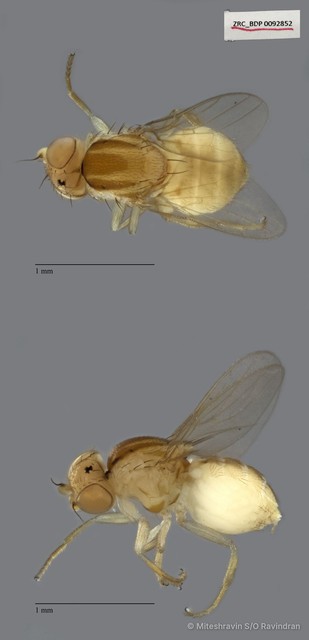 Chloropidae sp. "ZRCBDP0092852" • © Miteshravin S/O Ravindran • All Rights Reserved