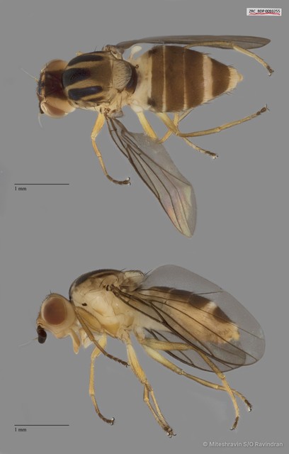 Chloropidae sp. "ZRCBDP0093255" • © Miteshravin S/O Ravindran • All Rights Reserved