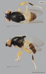Chloropidae sp. "ZRCBDP0093387" • © Miteshravin S/O Ravindran • All Rights Reserved