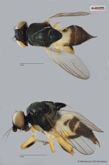 Chloropidae sp. "ZRCBDP0093387" • © Miteshravin S/O Ravindran • All Rights Reserved