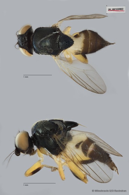 Chloropidae sp. "ZRCBDP0093387"