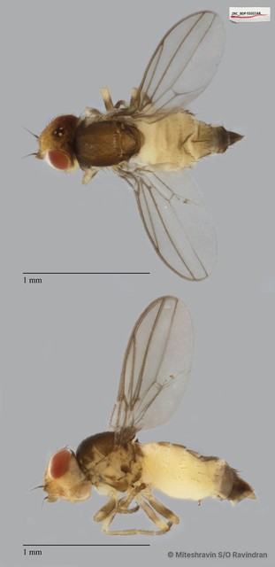 Chloropidae sp. "ZRCBDP0102144" • © Miteshravin S/O Ravindran • All Rights Reserved