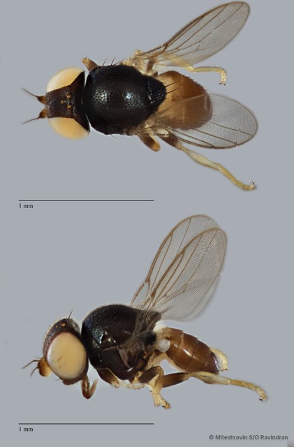 Chloropidae sp. "ZRCBDP0103470" • © Miteshravin S/O Ravindran • All Rights Reserved