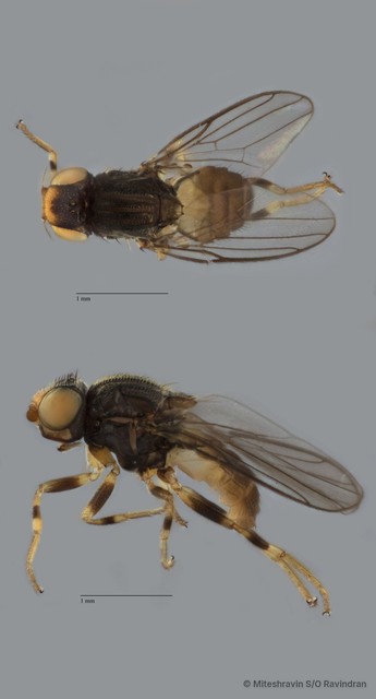 Chloropidae sp. "ZRCBDP0103623" • © Miteshravin S/O Ravindran • All Rights Reserved