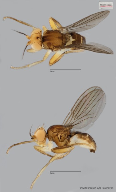 Chloropidae sp. "ZRCBDP0103691" • © Miteshravin S/O Ravindran • All Rights Reserved