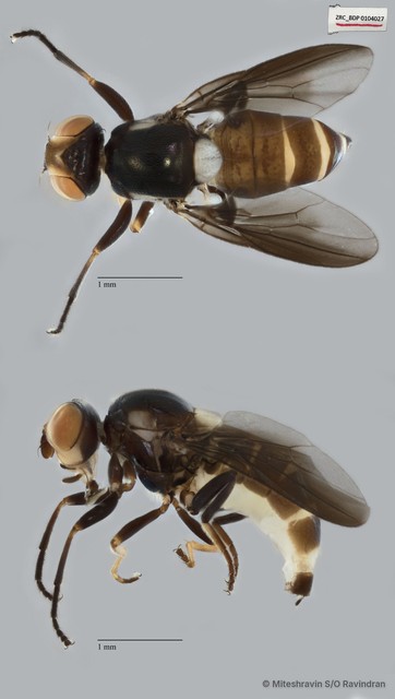 Chloropidae sp. "ZRCBDP0104027" • © Miteshravin S/O Ravindran • All Rights Reserved