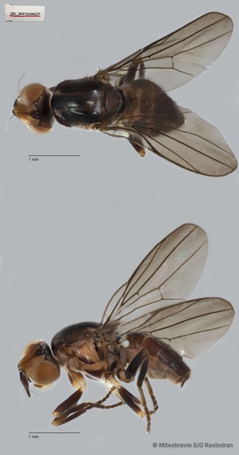 Chloropidae sp. "ZRCBDP0104227" • © Miteshravin S/O Ravindran • All Rights Reserved