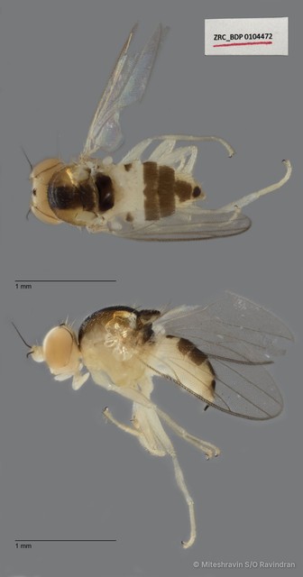 Chloropidae sp. "ZRCBDP0104472" • © Miteshravin S/O Ravindran • All Rights Reserved