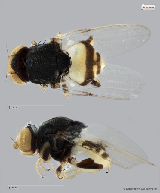 Chloropidae sp. "ZRCBDP0105486" • © Miteshravin S/O Ravindran • All Rights Reserved