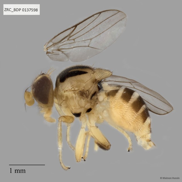 Chloropidae sp. "ZRCBDP0137598" • © Maimon Hussin • All Rights Reserved