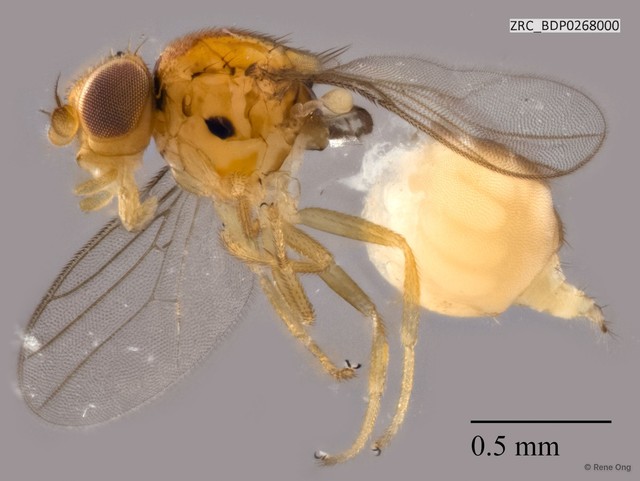Chloropidae sp. "ZRCBDP0268000" • © Rene Ong • All Rights Reserved