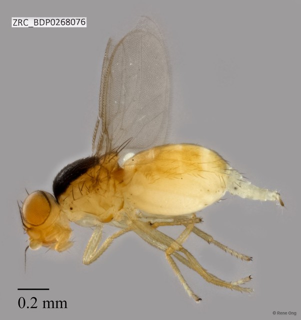 Chloropidae sp. "ZRCBDP0268076" • © Rene Ong • All Rights Reserved