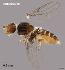 Chloropidae sp. "ZRCBDP0269271"