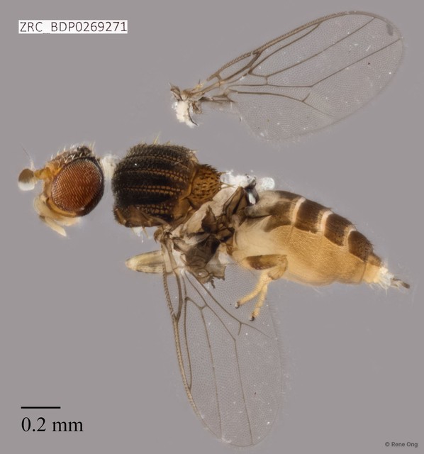 Chloropidae sp. "ZRCBDP0269271" • © Rene Ong • All Rights Reserved