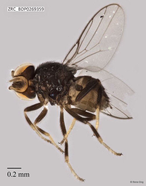 Chloropidae sp. "ZRCBDP0269359" • © Rene Ong • All Rights Reserved