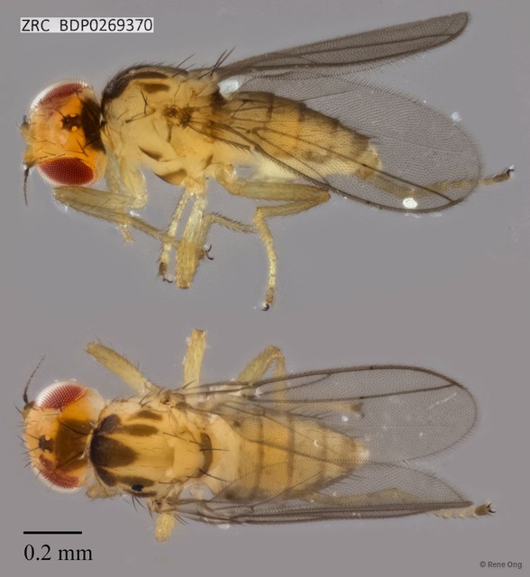 Chloropidae sp. "ZRCBDP0269370" • © Rene Ong • All Rights Reserved