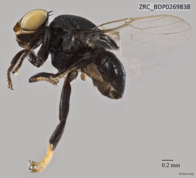 Chloropidae sp. "ZRCBDP0269838" • © Rene Ong • All Rights Reserved