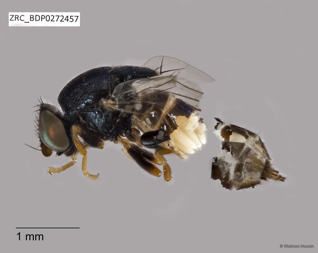 Chloropidae sp. "ZRCBDP0272457" • © Maimon Hussin • All Rights Reserved