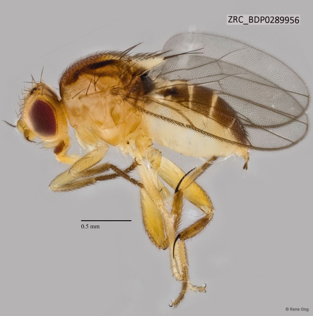 Chloropidae sp. "ZRCBDP0289956" • © Rene Ong • All Rights Reserved