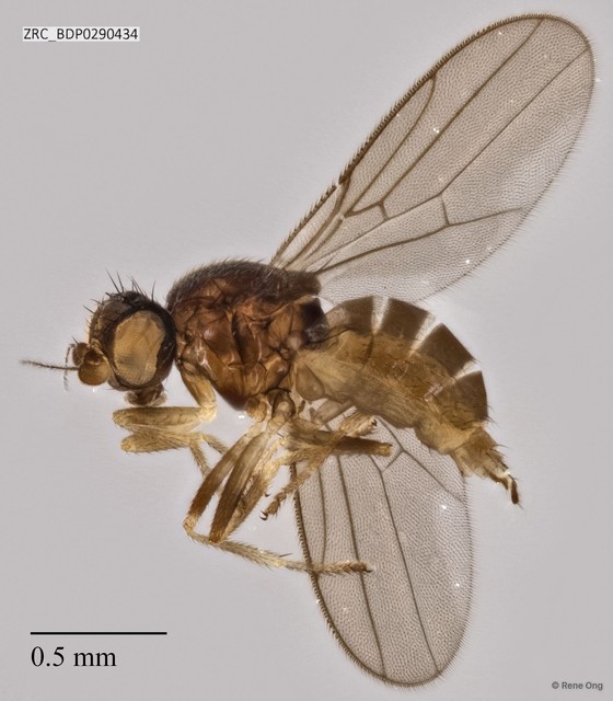 Chloropidae sp. "ZRCBDP0290434" • © Rene Ong • All Rights Reserved