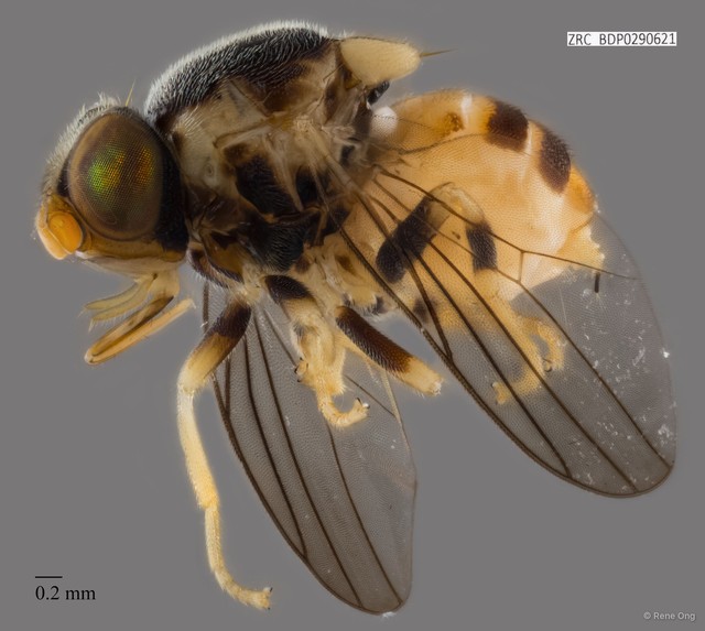 Chloropidae sp. "ZRCBDP0290621" • © Rene Ong • All Rights Reserved