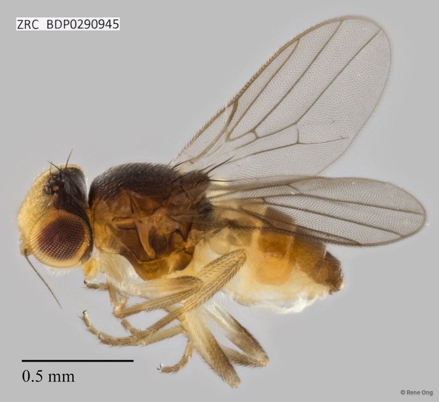 Chloropidae sp. "ZRCBDP0290945" • © Rene Ong • All Rights Reserved