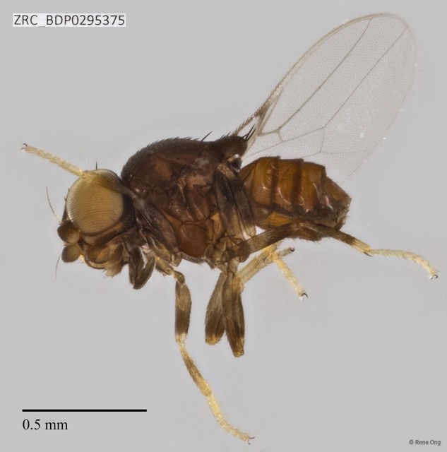 Chloropidae sp. "ZRCBDP0292108" • © Rene Ong • All Rights Reserved