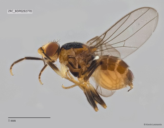 Chloropidae sp. "ZRCBDP0292226" • © Kevin Leonardo • All Rights Reserved