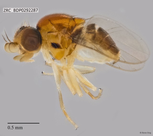 Chloropidae sp. "ZRCBDP0292287" • © Rene Ong • All Rights Reserved
