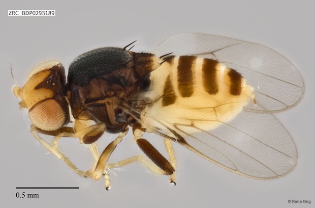 Chloropidae sp. "ZRCBDP0293189" • © Rene Ong • All Rights Reserved