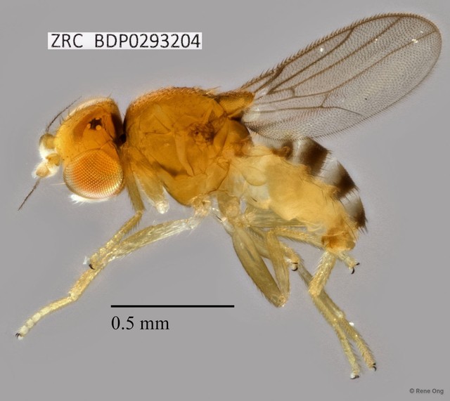 Chloropidae sp. "ZRCBDP0293204" • © Rene Ong • All Rights Reserved