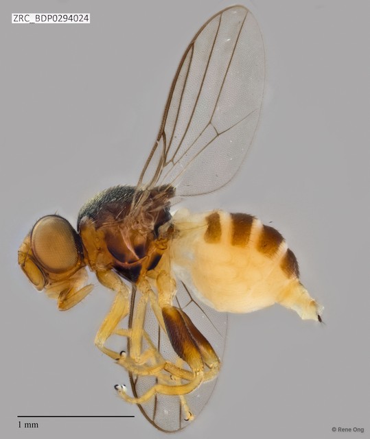Chloropidae sp. "ZRCBDP0294024" • © Rene Ong • All Rights Reserved