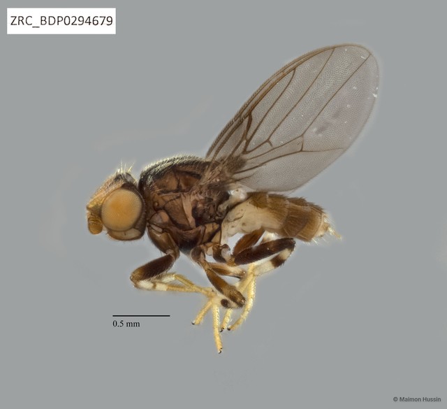 Chloropidae sp. "ZRCBDP0294657" • © Maimon Hussin • All Rights Reserved