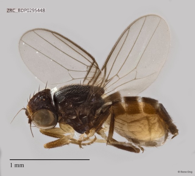 Chloropidae sp. "ZRCBDP0295448" • © Rene Ong • All Rights Reserved