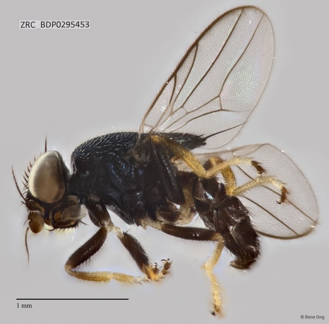 Chloropidae sp. "ZRCBDP0295453" • © Rene Ong • All Rights Reserved