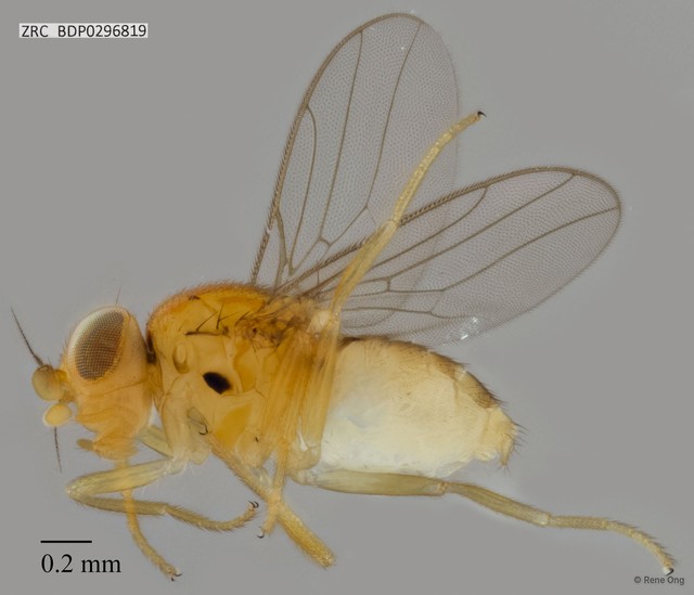 Chloropidae sp. "ZRCBDP0296819" • © Rene Ong • All Rights Reserved