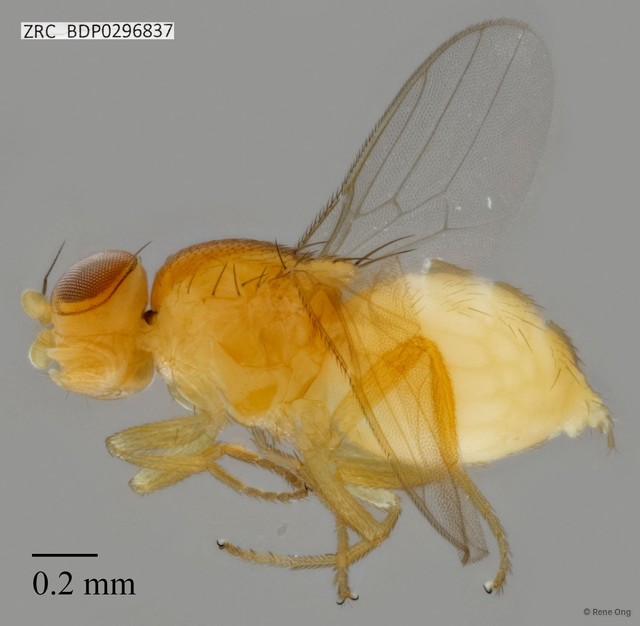 Chloropidae sp. "ZRCBDP0296837" • © Rene Ong • All Rights Reserved