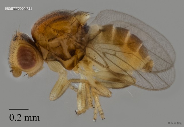 Chloropidae sp. "ZRCBDP0296856" • © Rene Ong • All Rights Reserved