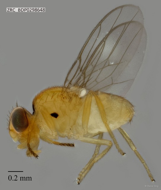 Chloropidae sp. "ZRCBDP0298648" • © Rene Ong • All Rights Reserved
