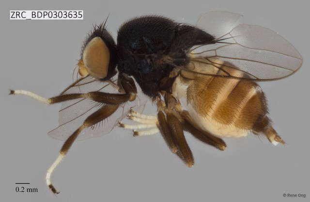 Chloropidae sp. "ZRCBDP0303635" • © Rene Ong • All Rights Reserved