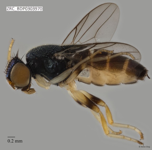 Chloropidae sp. "ZRCBDP0303970" • © Rene Ong • All Rights Reserved