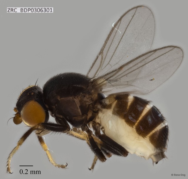 Chloropidae sp. "ZRCBDP0306301" • © Rene Ong • All Rights Reserved