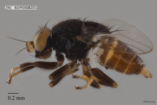 Chloropidae sp. "ZRCBDP0308201" • © Rene Ong • All Rights Reserved