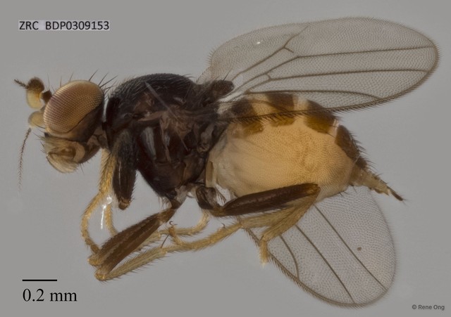 Chloropidae sp. "ZRCBDP0309153" • © Rene Ong • All Rights Reserved