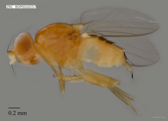 Chloropidae sp. "ZRCBDP0310257" • © Rene Ong • All Rights Reserved