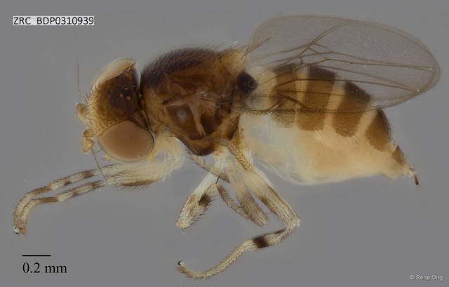 Chloropidae sp. "ZRCBDP0310939" • © Rene Ong • All Rights Reserved