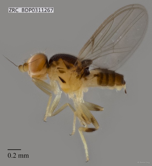 Chloropidae sp. "ZRCBDP0311267" • © Rene Ong • All Rights Reserved