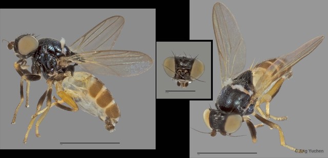 Anacamptoneurum sp. "ZRCBDP0025192 (GC2385/329)" • © Ang Yuchen • All Rights Reserved
