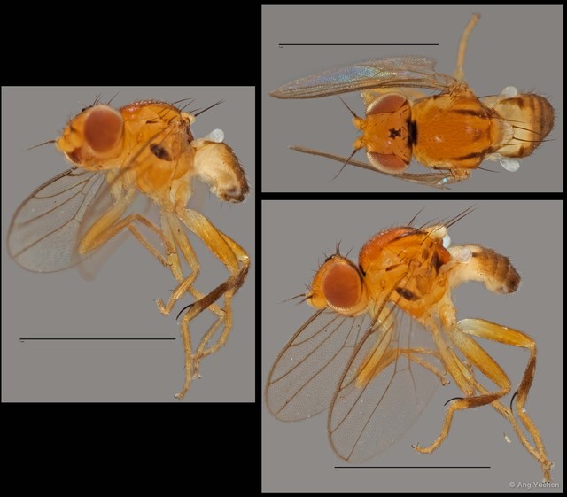 Cadrema sp. "NUS Reg.0001 08-04-15" • © Ang Yuchen • All Rights Reserved